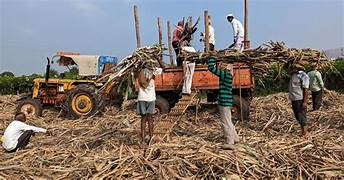 India Set to Double Sugar Exports to 2 Million Tons in Upcoming Season