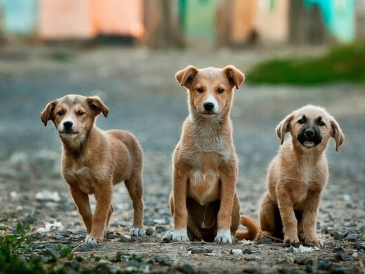 SC Orders Relocation of Stray Dogs From Public Places to Shelters